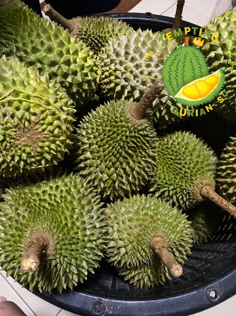 Pre Order Msw Musang King Durian From Raub Pahang Premium Grade A Fresh Stock 400g 800g Without Husk Food Drinks Local F Bs Local F Bs Others On Carousell