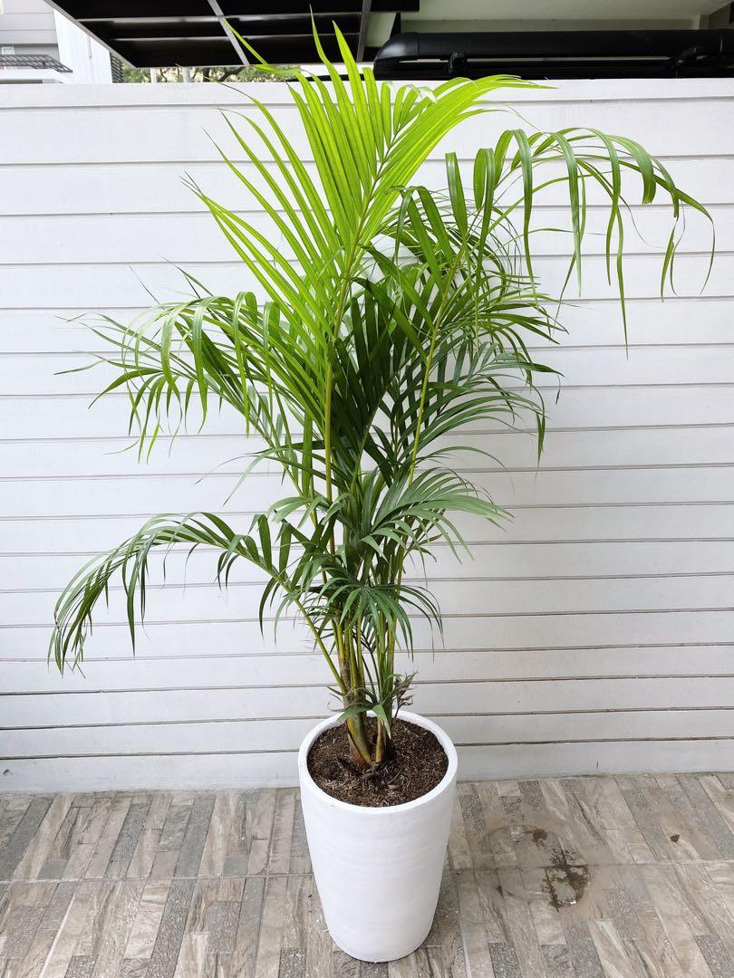 Palmera Plant, Furniture & Home Living, Gardening, Plants & Seeds On ...