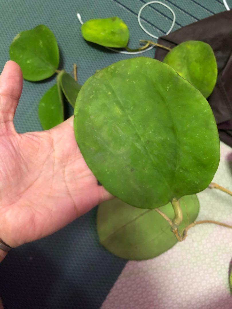 Rare Hoya Loyceandrewsiana fresh cutting 45 HKD/ leaf, 傢俬＆家居, 園藝, 園藝工具和裝飾品-  Carousell