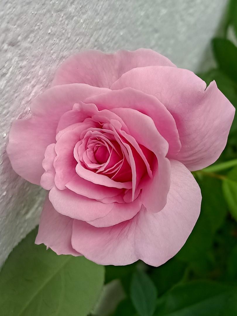  Bunga  Rose  Pink Wallpaper Mawar Merah Flower Flowering 