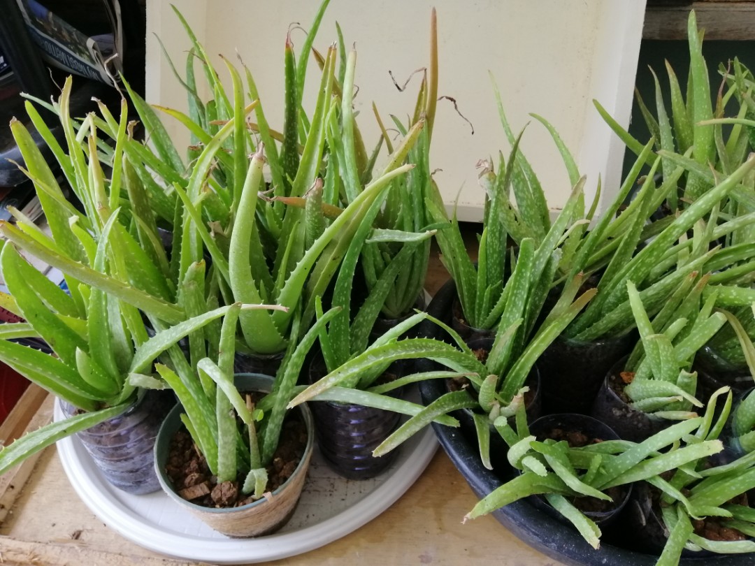 Aloe vera plants with soil and plastic pot included