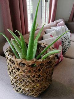 Aloe vera plants with soil and plastic pot included