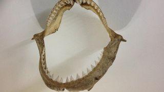 WTS /WTT deep sea fish jaw very big 古董
