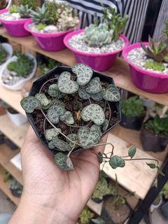 Hanging Plants View All Hanging Plants Ads In Carousell Philippines