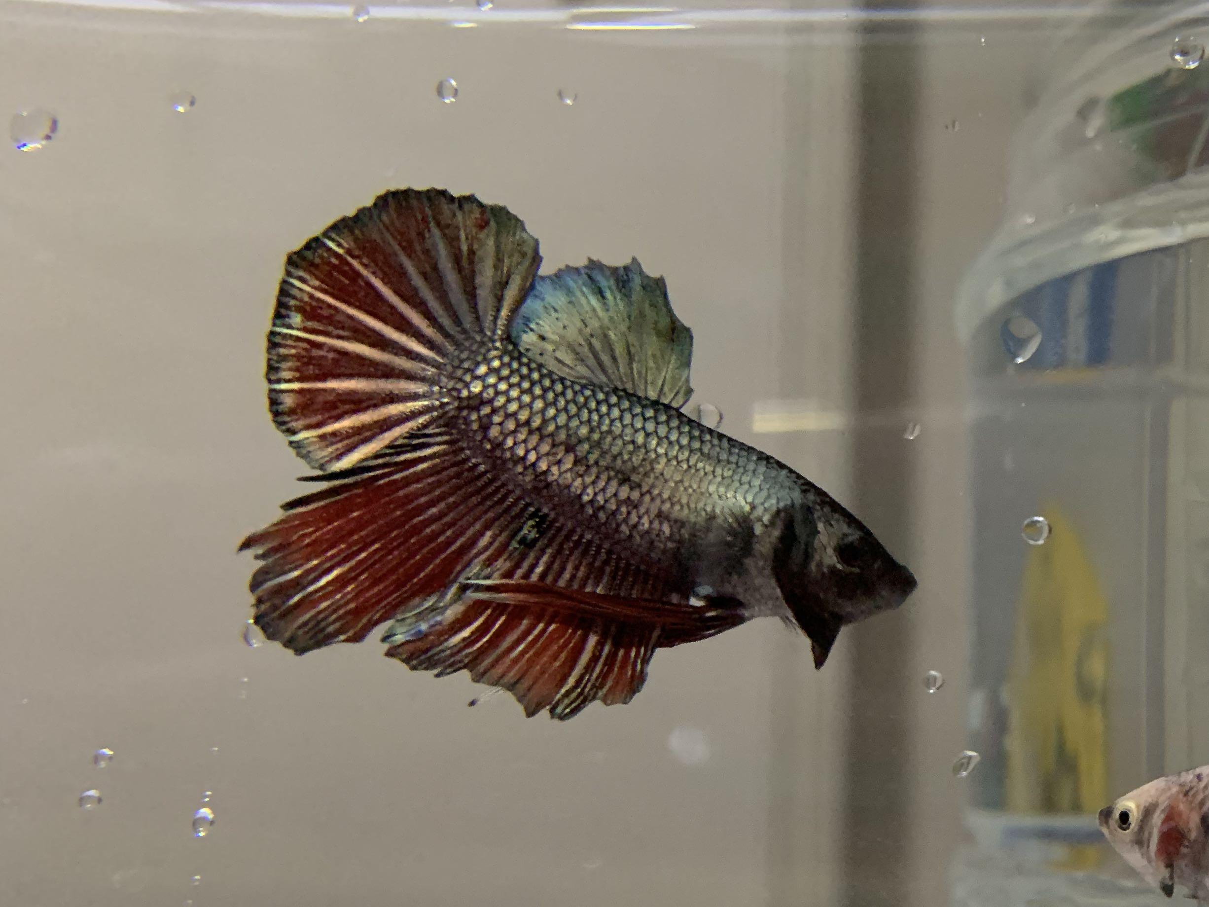 Ikan Laga Betta Red Copper Hmpk Male Pet Supplies Pet Accessories On Carousell Ikan Laga Betta Red Copper Hmpk Male Pet Supplies Pet Accessories On Carousell