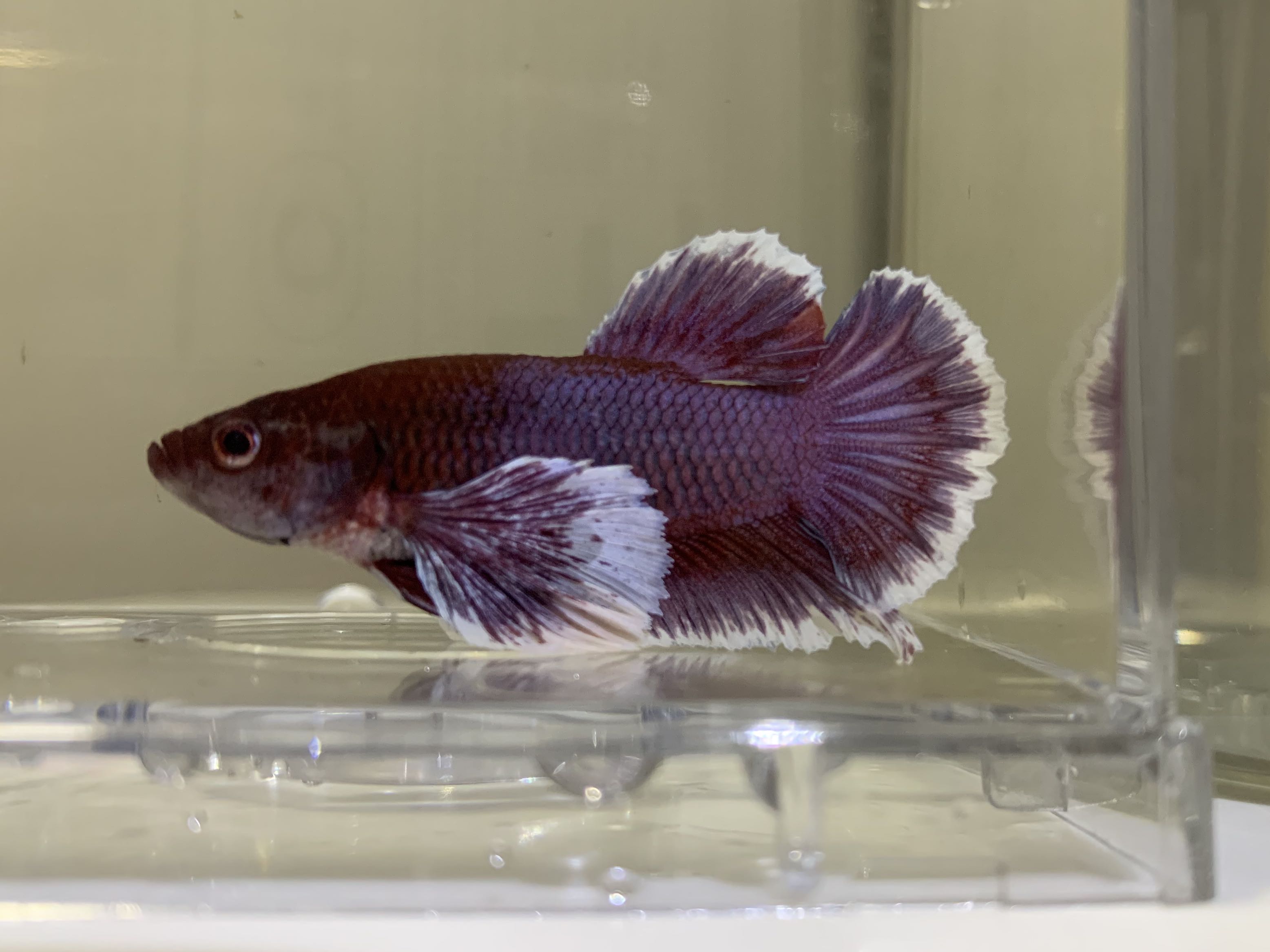 Ikan Laga Betta Salamander Dumbo Hmpk Male Pet Supplies Pet Accessories On Carousell