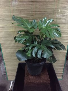 (Category: ) located in . Submitted by gardenersb (Listing ID 1016173967, Image 1). Description: .