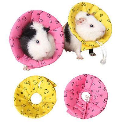 Hamster e collar sales