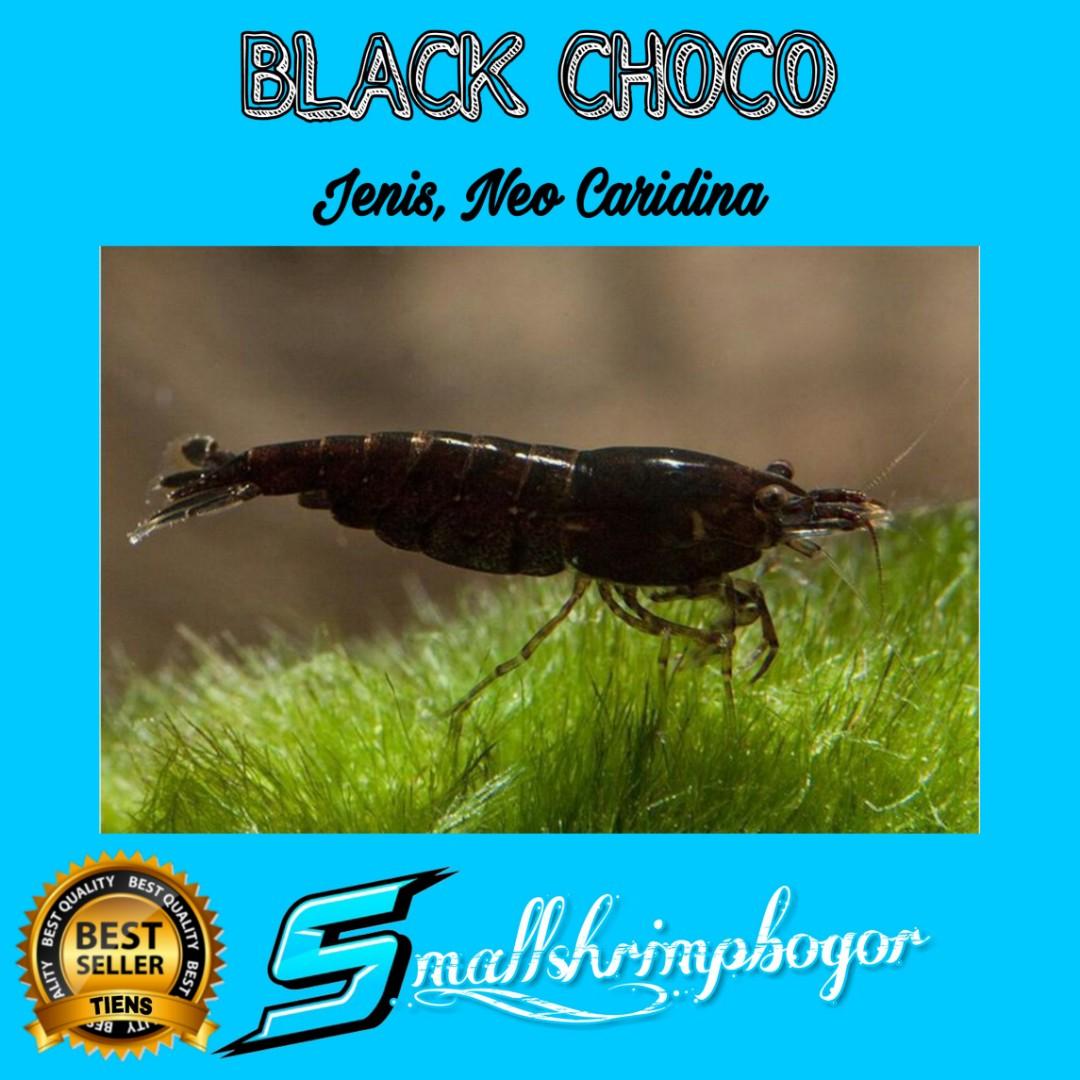 Udang Hias Black Choco Aquascape Tanaman Hias Perlengkapan Hewan Makanan Hewan Di Carousell
