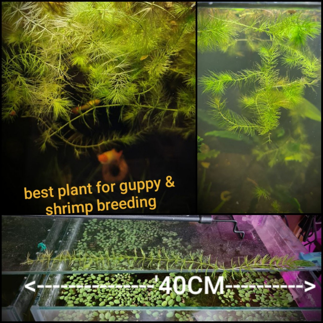 Best beginner aquarium plant for guppy fish shrimp breeding, Everything