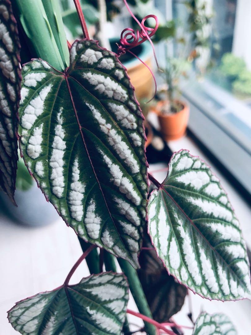 Rex Begonia Vine Fully Rooted 6” Hanging Pots Cissus Discolor Pink & Purple Rex Begonia Vine Fully Rooted 6” Hanging Pots Cissus Discolor Pink & Purple