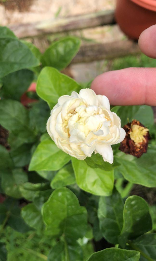 Double Petal Jasmine Gardening Plants On Carousell