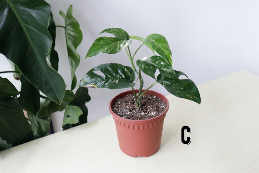 Free Delivery Epipremnum Pinnatum Albo Variegata C Gardening Plants On Carousell