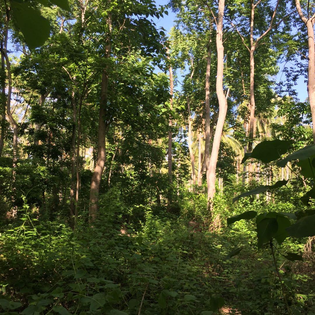 Forest lot (Category: Lot) located in Bais. Submitted by porthassiotradingpost (Listing ID 1016342573, Image 3). Description: Forest Land, 1.2 hectares For Sale! located at Maayongtubig Dauin Negros Oriental, 80 percent of the land area are Forest..estamated distance from the national highway around 1km, and there is a barangay road going to the area..