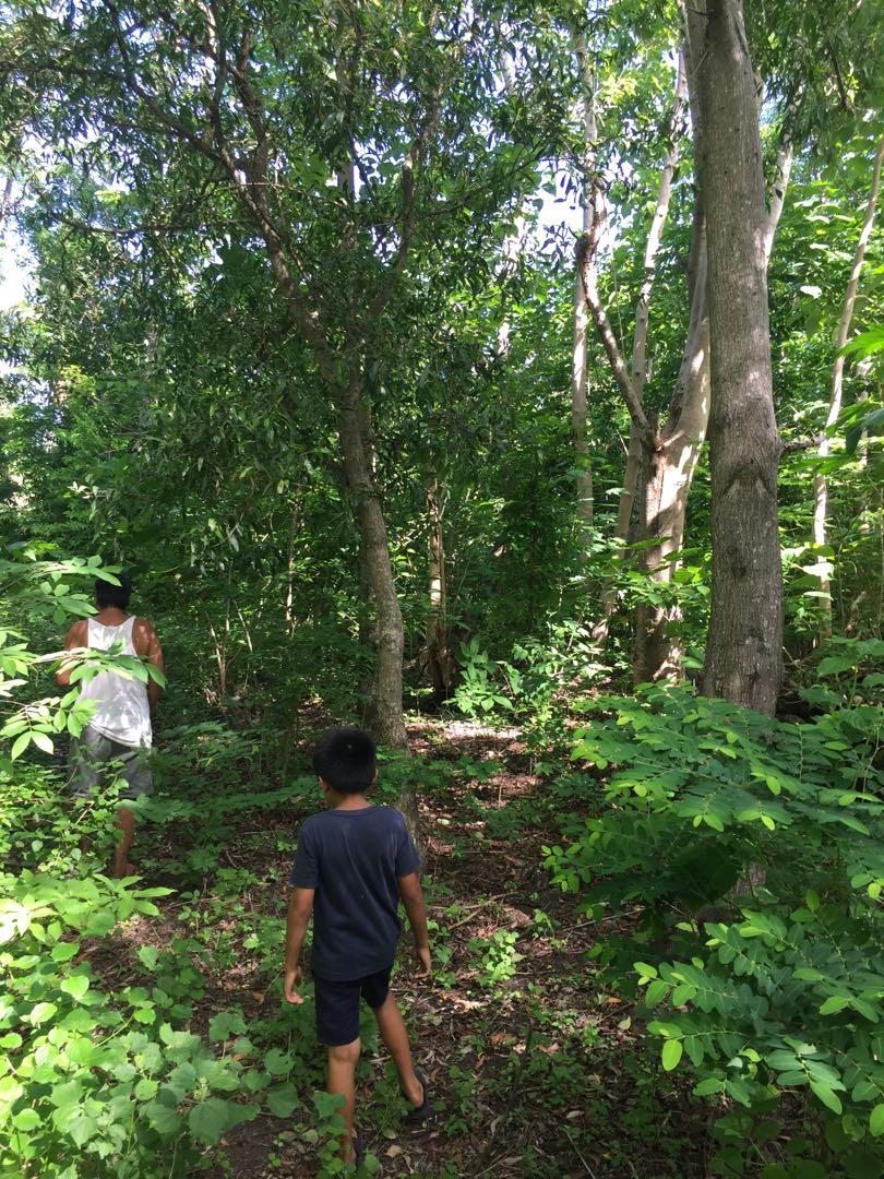 Forest lot (Category: Lot) located in Bais. Submitted by porthassiotradingpost (Listing ID 1016342573, Image 2). Description: Forest Land, 1.2 hectares For Sale! located at Maayongtubig Dauin Negros Oriental, 80 percent of the land area are Forest..estamated distance from the national highway around 1km, and there is a barangay road going to the area..