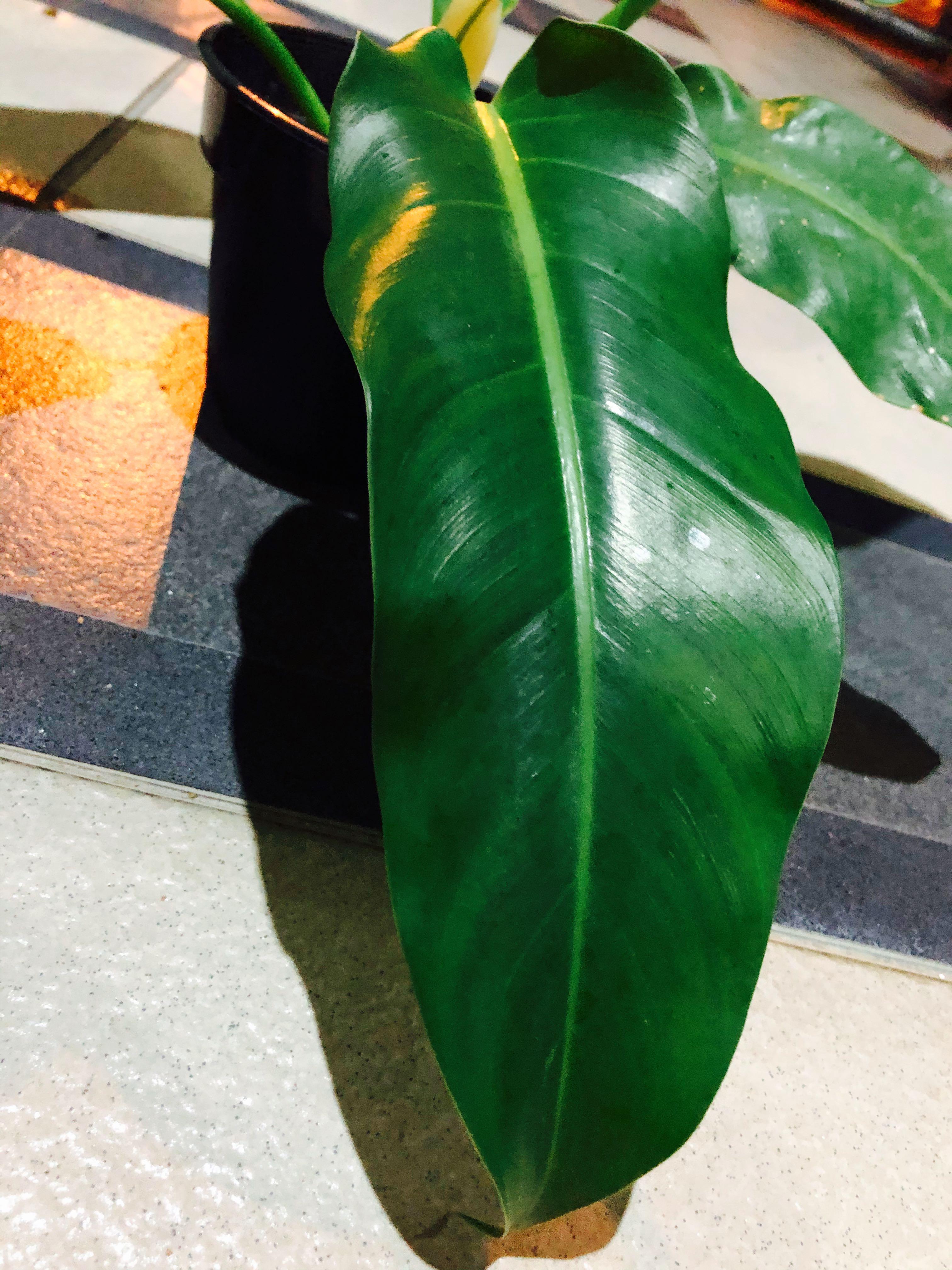Philodendron Renauxii Home Furniture Gardening On Carousell
