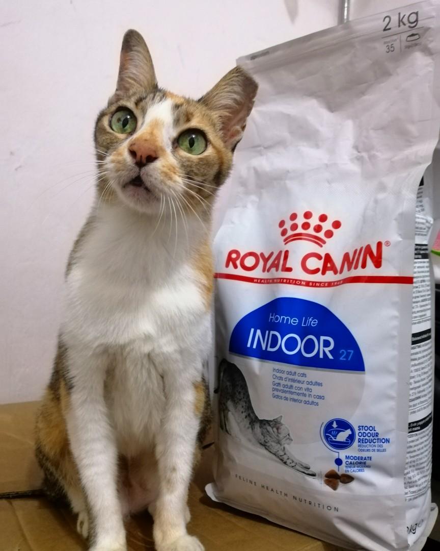 Royal Canin Indoor 27 25 Only Pet Supplies For Cats Cat Food On Carousell