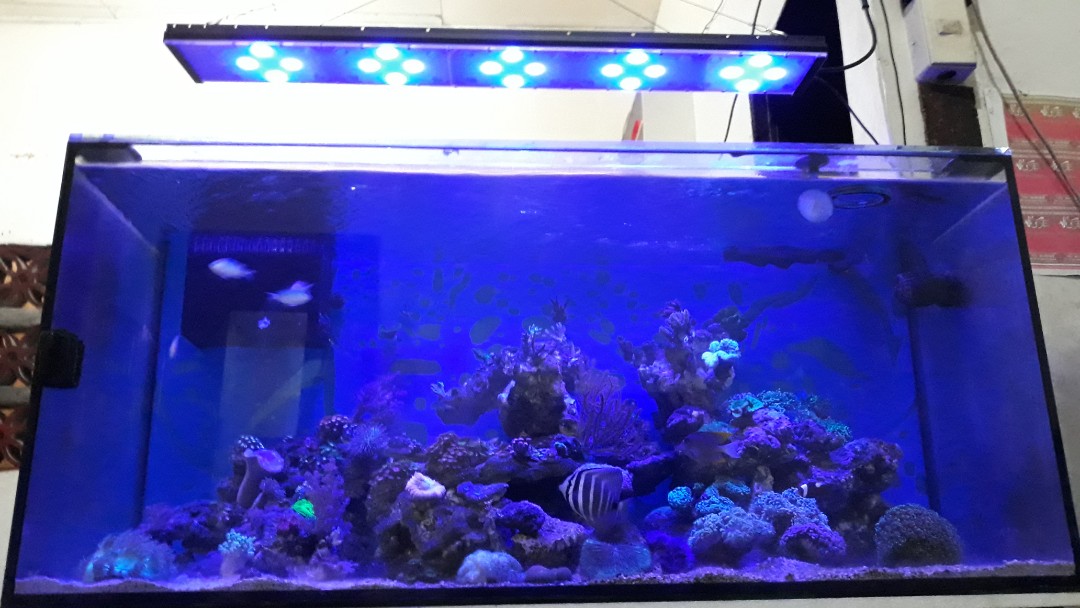 50 Gallon Tank with Sump and Pet Supplies, Homes & Other Pet