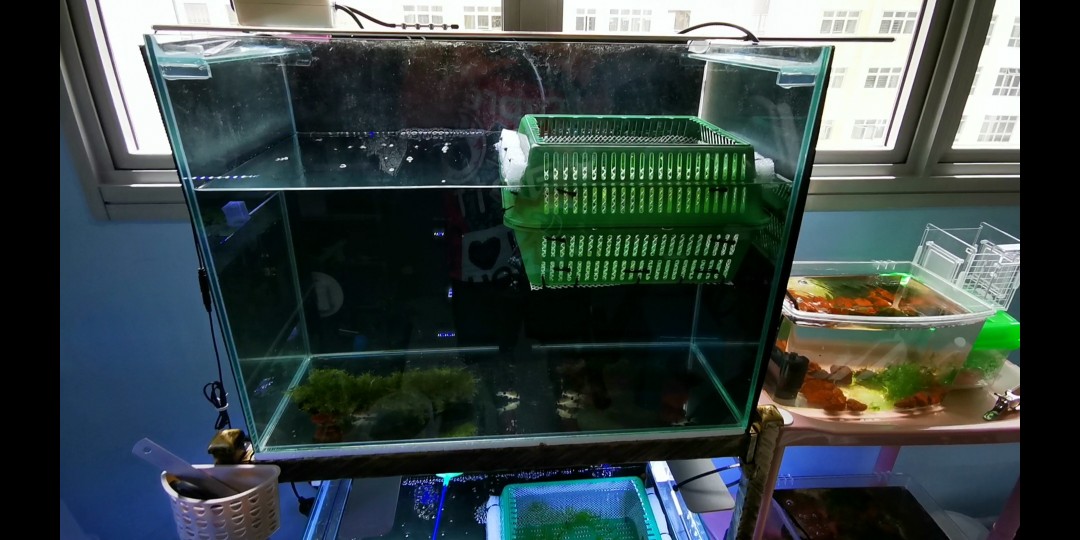 diy aquarium breeder box