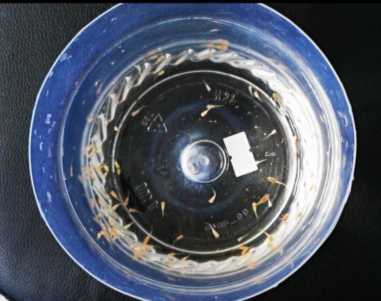 DIY adult guppy breeder box, Pet Supplies, Homes & Other Pet