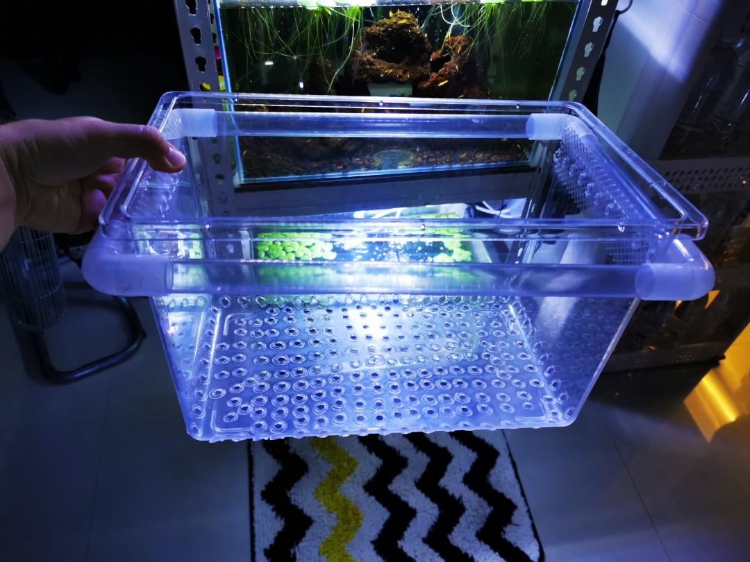 DIY adult guppy breeder box, Pet Supplies, Homes & Other Pet