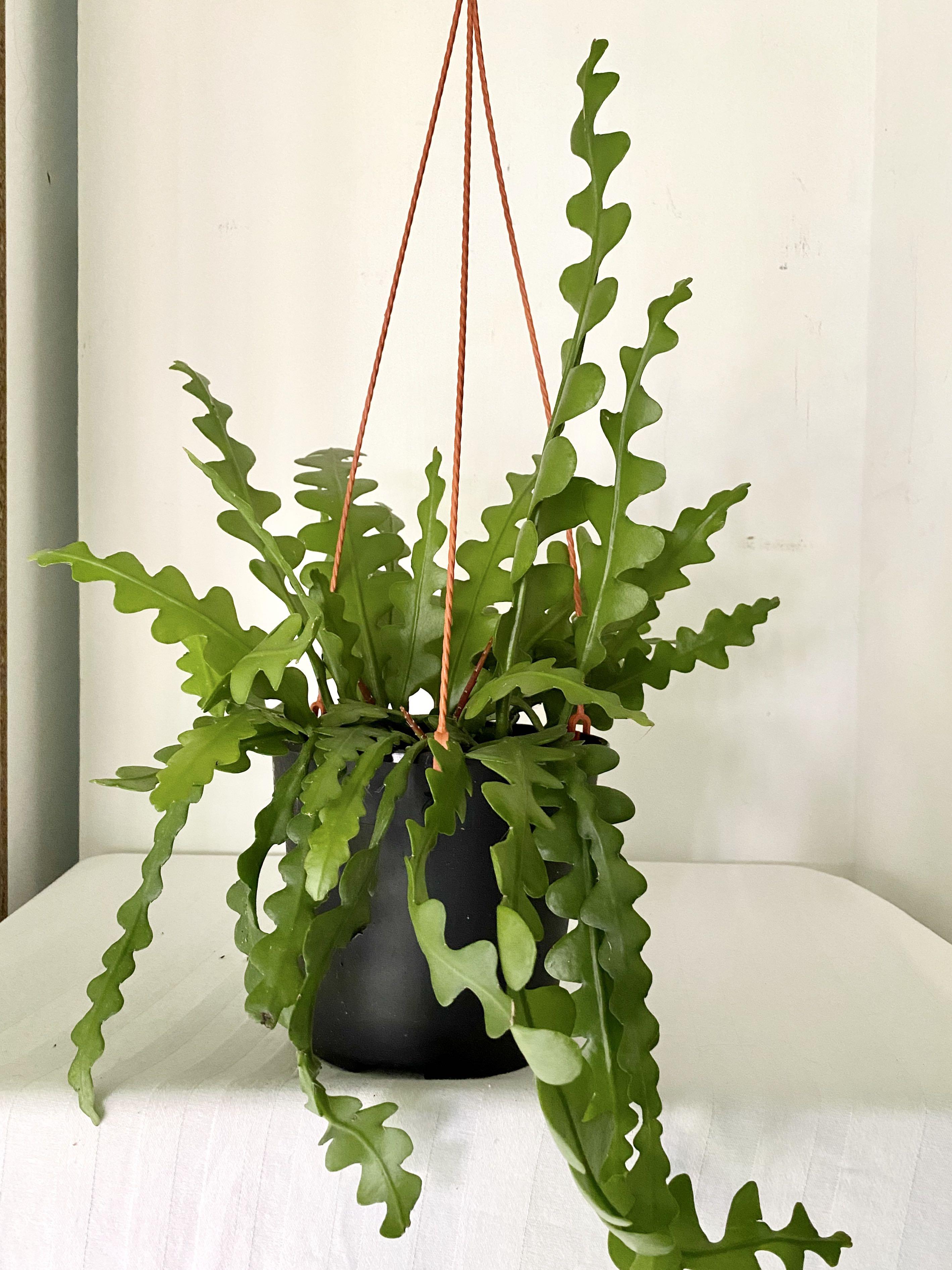 Rare Fishbone Cactus Big 17cm Pot Epiphyllum Anguliger Gardening Plants On Carousell