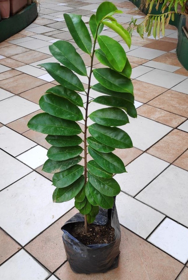 Guyabano Seedling Small Tree Gardening Flowers Plants On Carousell