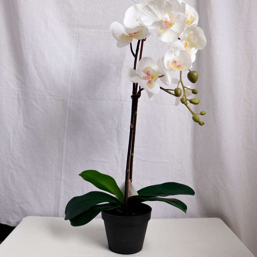 IKEA Artificial Orchid Plant, Furniture, Home Decor, Others on Carousell