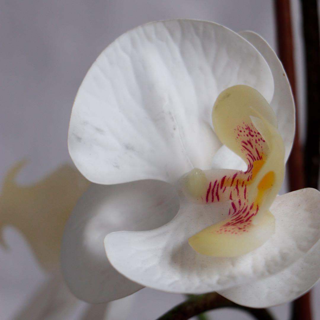 IKEA Artificial Orchid Plant, Furniture, Home Decor, Others on Carousell