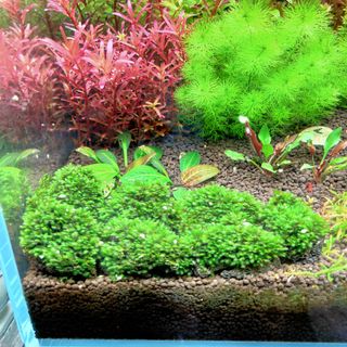 (Category: ) located in . Submitted by farminglious (Listing ID 1016488223, Image 1). Description: .