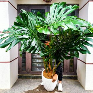 (Category: ) located in . Submitted by thesecretshopee (Listing ID 1016621589, Image 1). Description: .