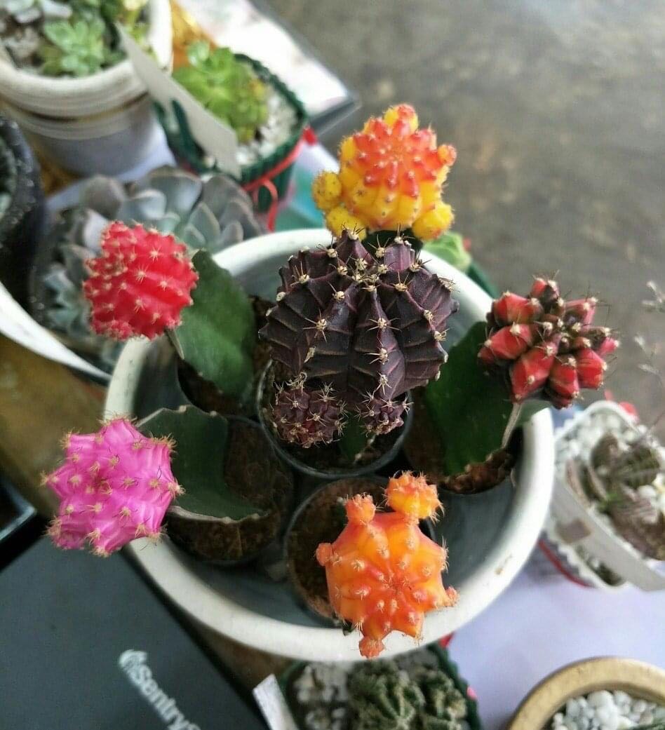Moon Cactus Set Gardening Flowers Plants On Carousell
