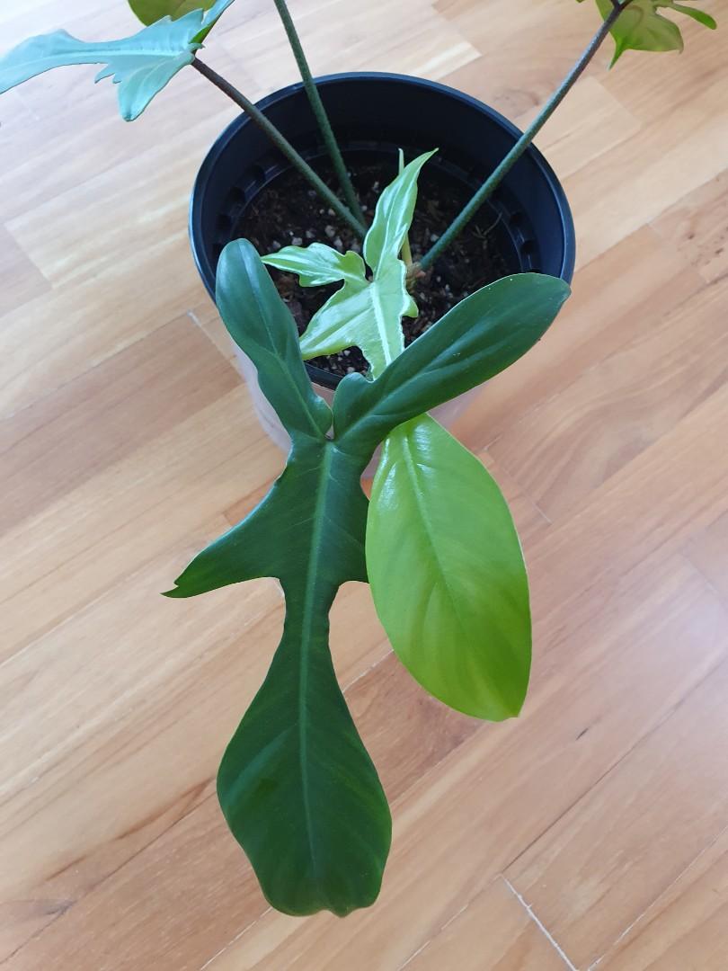 Philodendron Florida Beauty Reverted Green, Furniture & Home Living ...