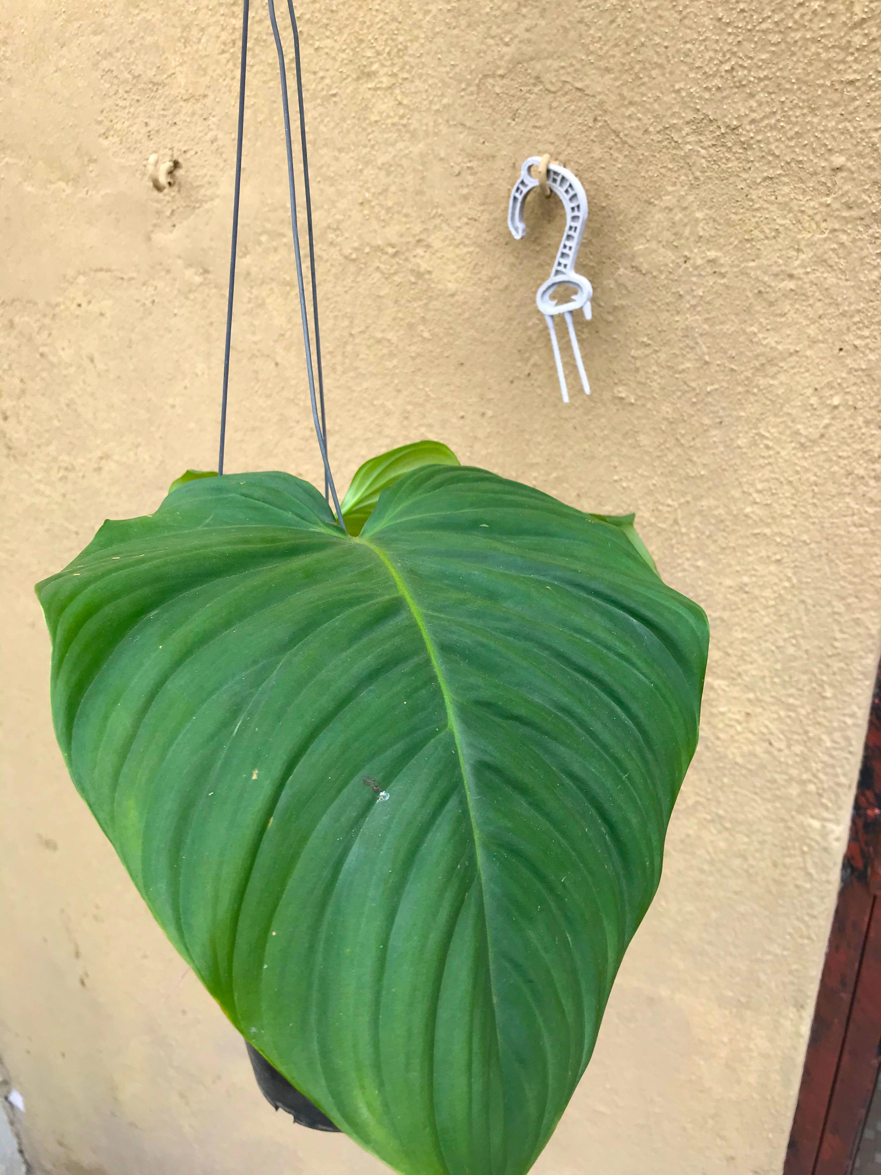 Philodendron Nangaritense Home Furniture Gardening On Carousell