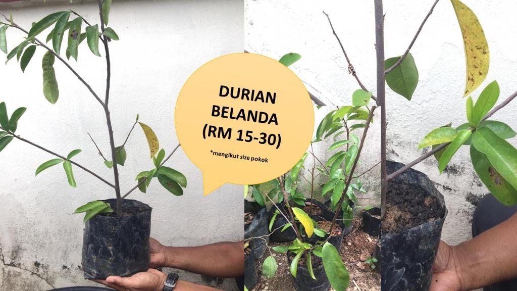 Cara Tanam Pokok Durian Belanda Dalam Pasu
