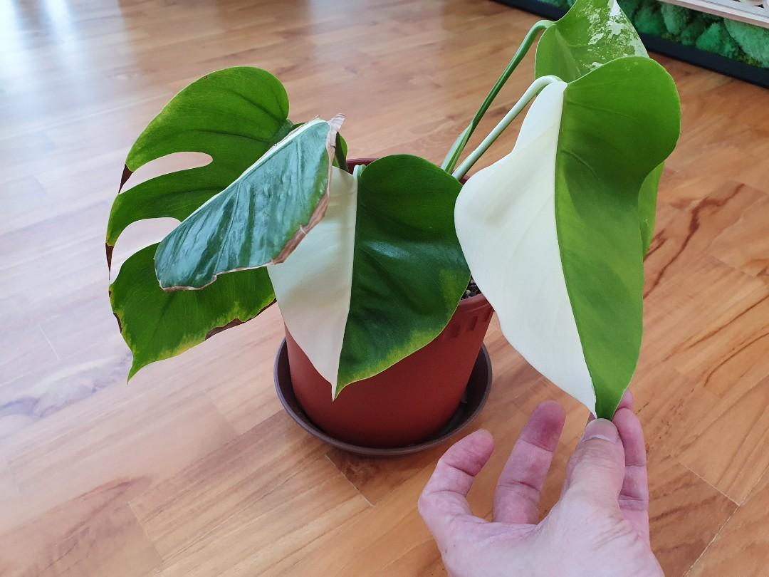Variegated Monstera Borsigiana Albo Half Moon, Gardening ...