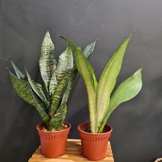 2 of 22 Sanseveria Party