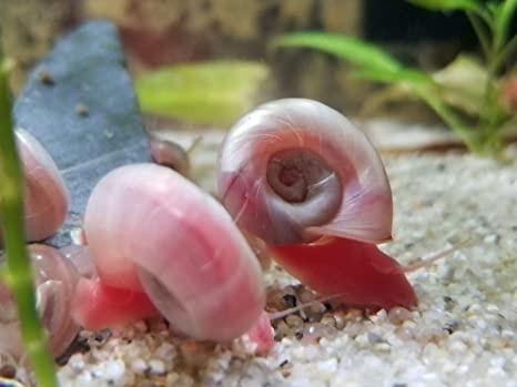 Apple Snail Ready Stock Rm10 12 Pcs Pet Supplies Pet Accessories On Carousell