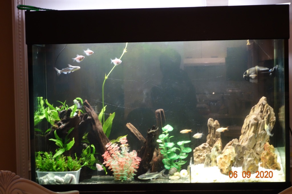 Aquarium Fresh Water Or Marine Fish Tank With Accessories 寵物用品 寵物食品 Carousell