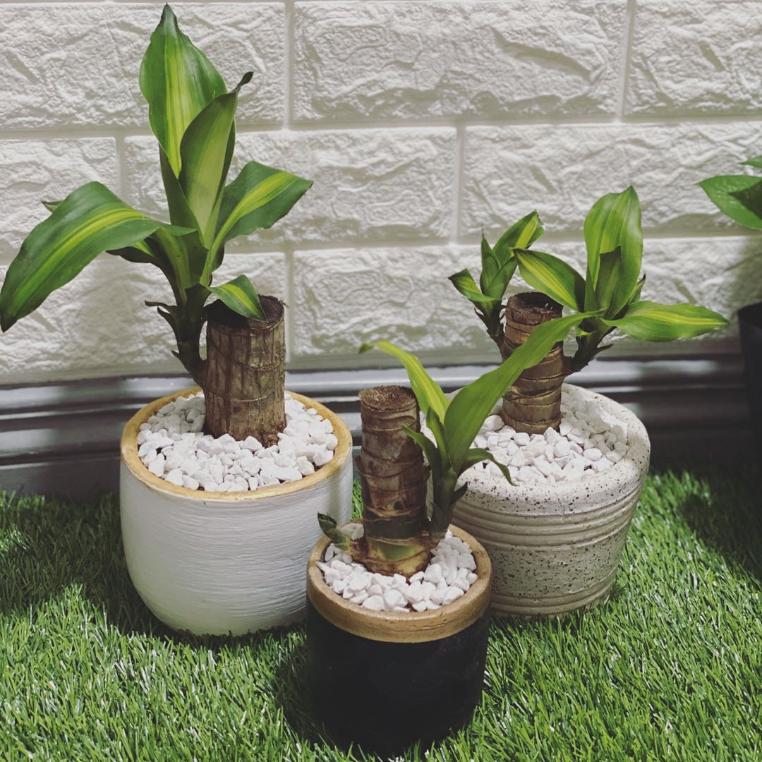 Bonsai Fortune Plant Furniture Home Living Gardening Plants bonsai-fortune-plant-furniture-home-living-gardening-plants