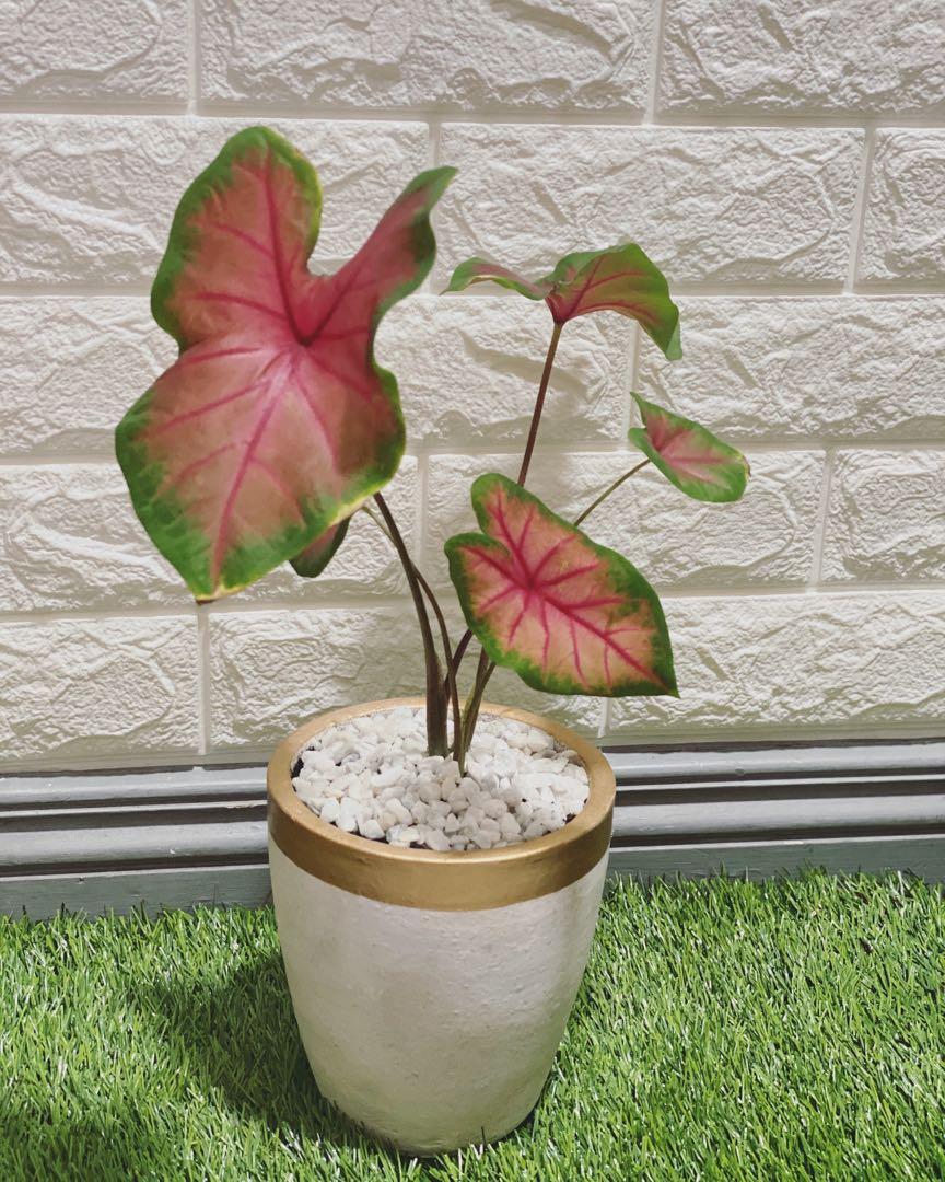 Caladium Heart Of Jesus Gardening Flowers Plants On Carousell