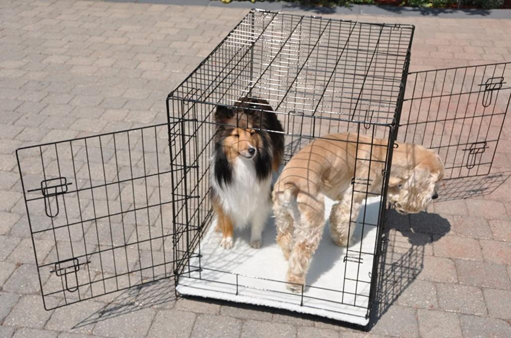 cool runners dog crates