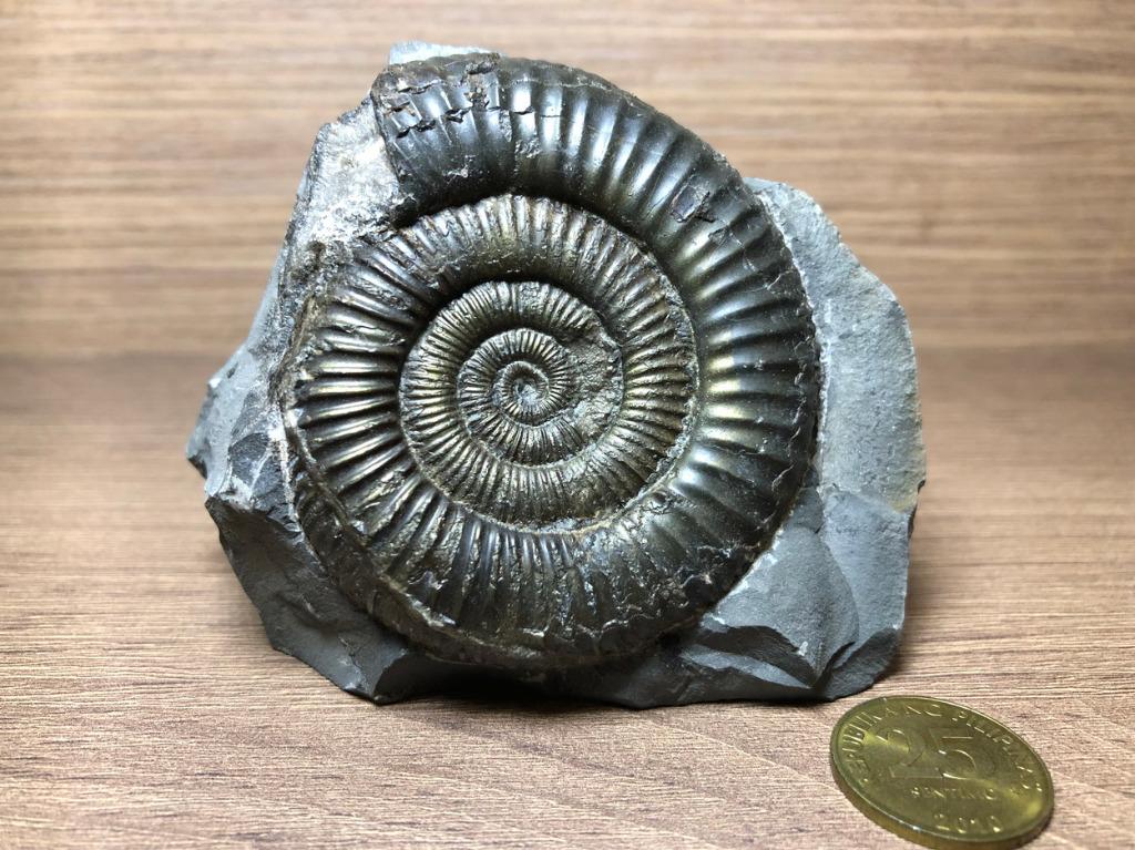 Freestanding Natural Dactylioceras Ammonite Fossil Dinosaur Era England,  Hobbies & Toys, Memorabilia & Collectibles, Currency on Carousell