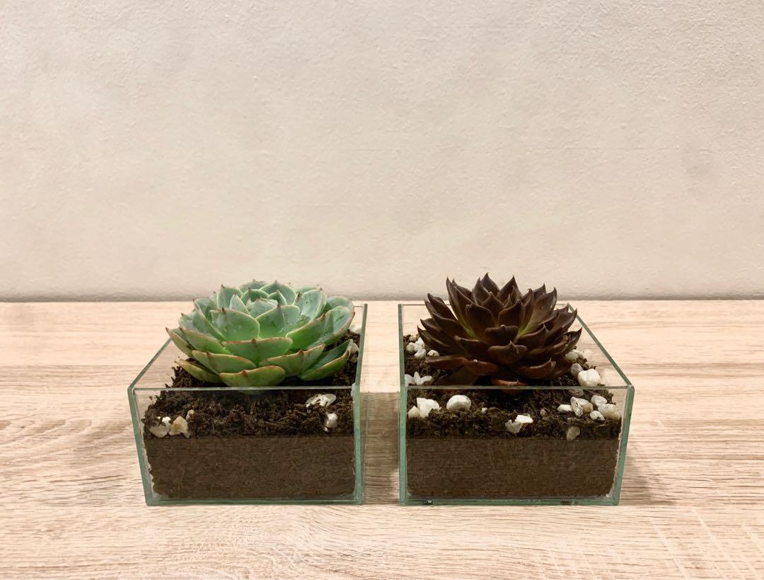 Glass Pots For Cactus And Succulents And Other Small Plants Gardening Flowers Plants On Carousell