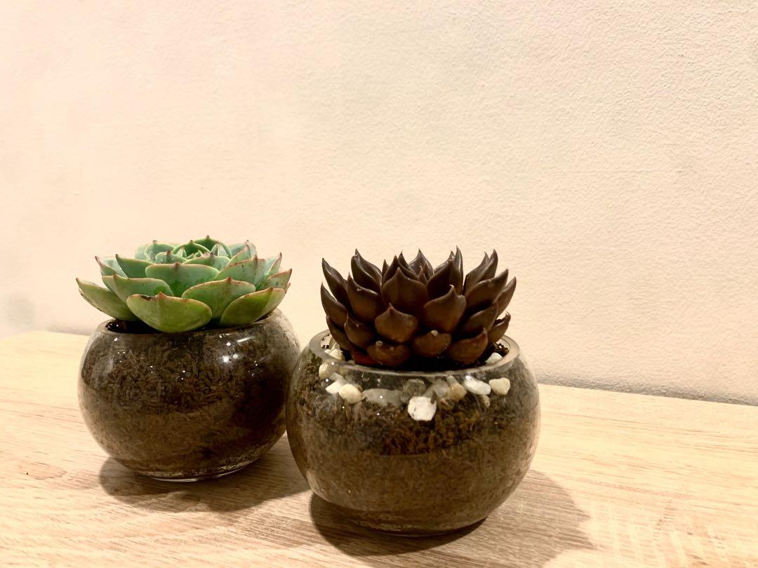 Glass Pots For Cactus And Succulents And Other Small Plants Gardening Garden Tools Supplies On Carousell