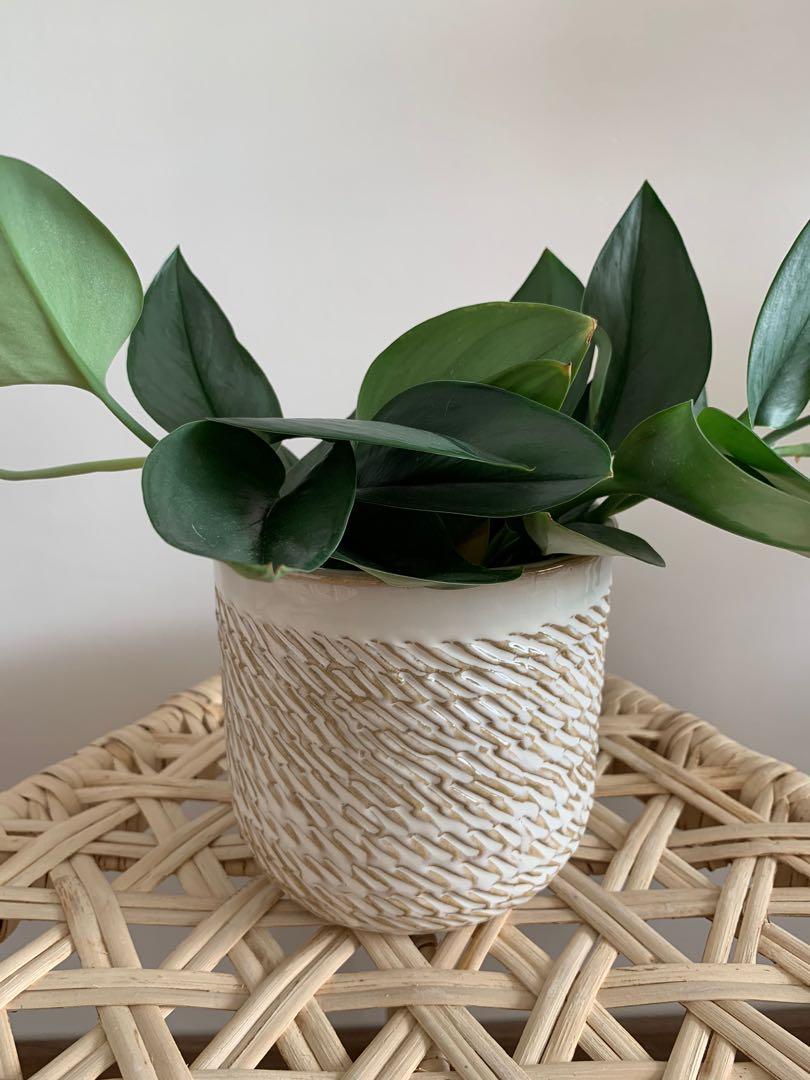 Glazed textures ceramic pot, Furniture & Home Living, Gardening, Pots ...