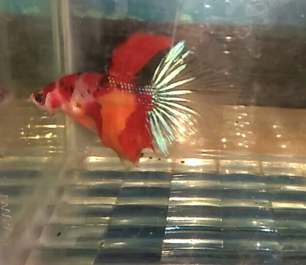 Ikan Cupang Halfmoon Nemo Leopard Perlengkapan Hewan Makanan Hewan Di Carousell