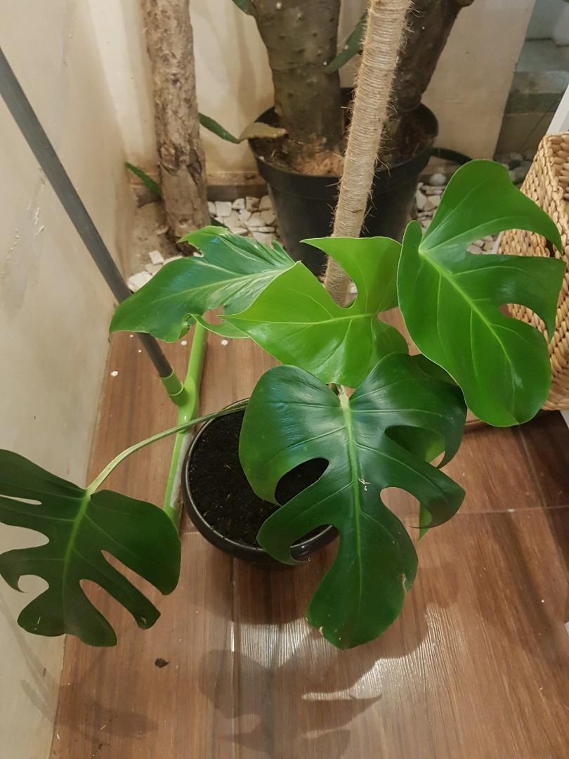 Monstera Borsigiana Perkebunan Di Carousell