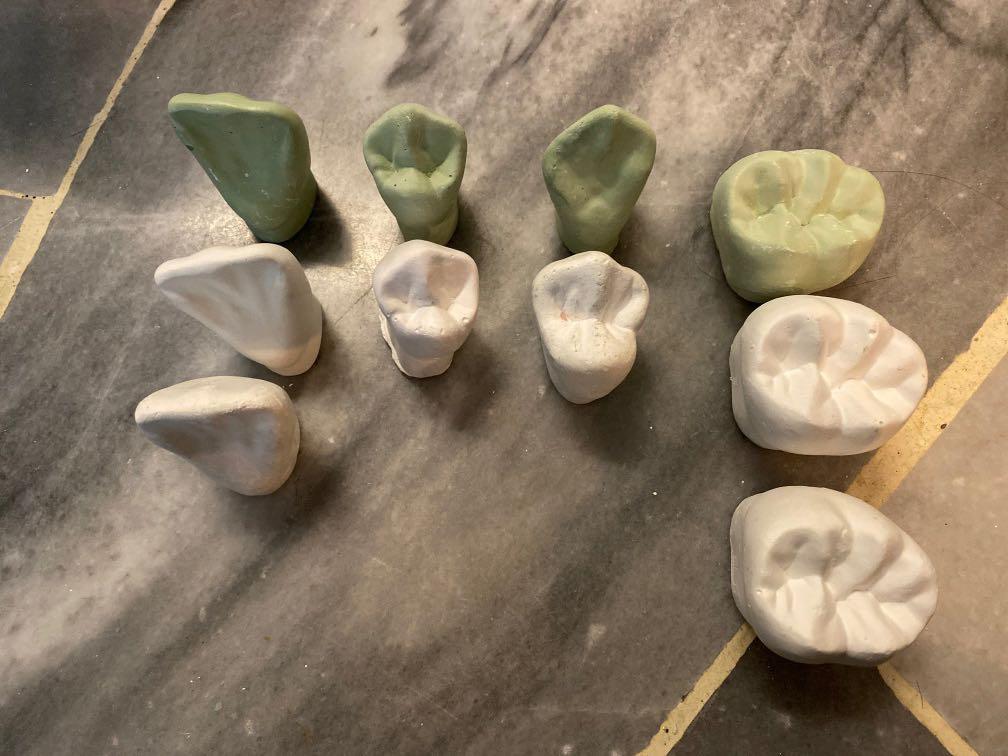 Plaster of Paris dental tooth morphology, Hobbies & Toys, Stationery
