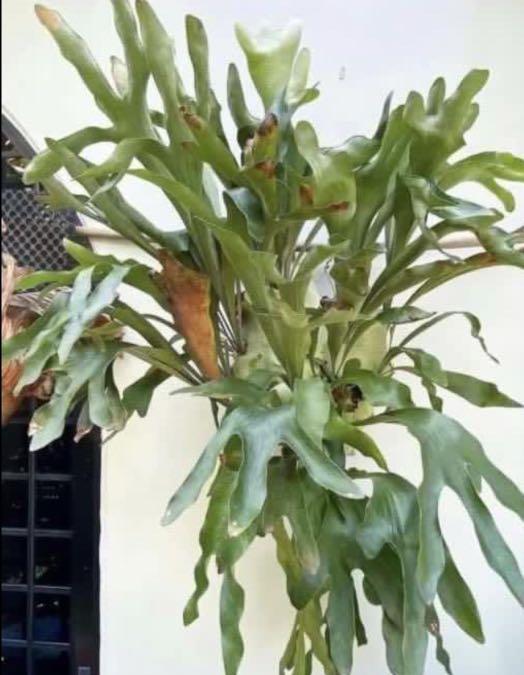 Platycerium diversifolium (p. bifurcatum x p. hillii